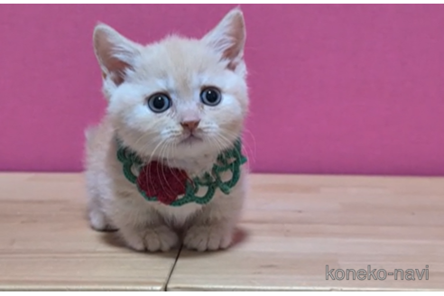 成約済の東京都のマンチカン(短足)-100752の3枚目